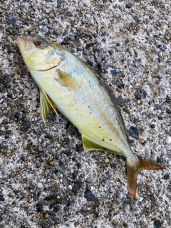 ショゴの釣果