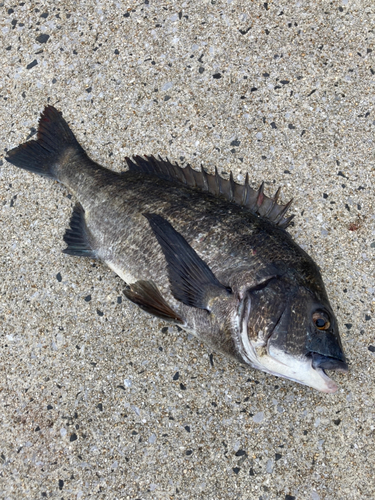 チヌの釣果