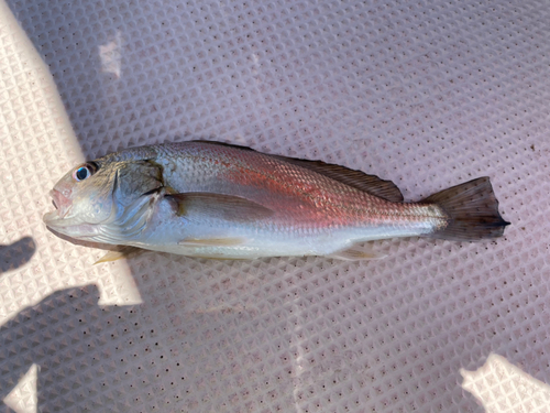 イシモチの釣果