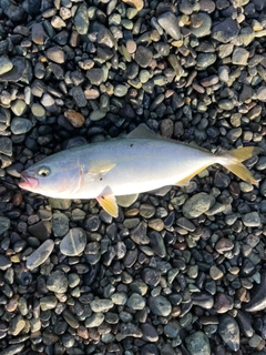 ワカシの釣果