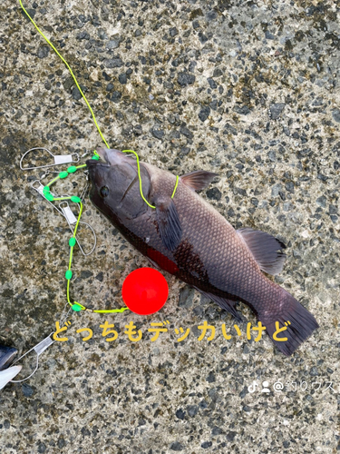 コブダイの釣果