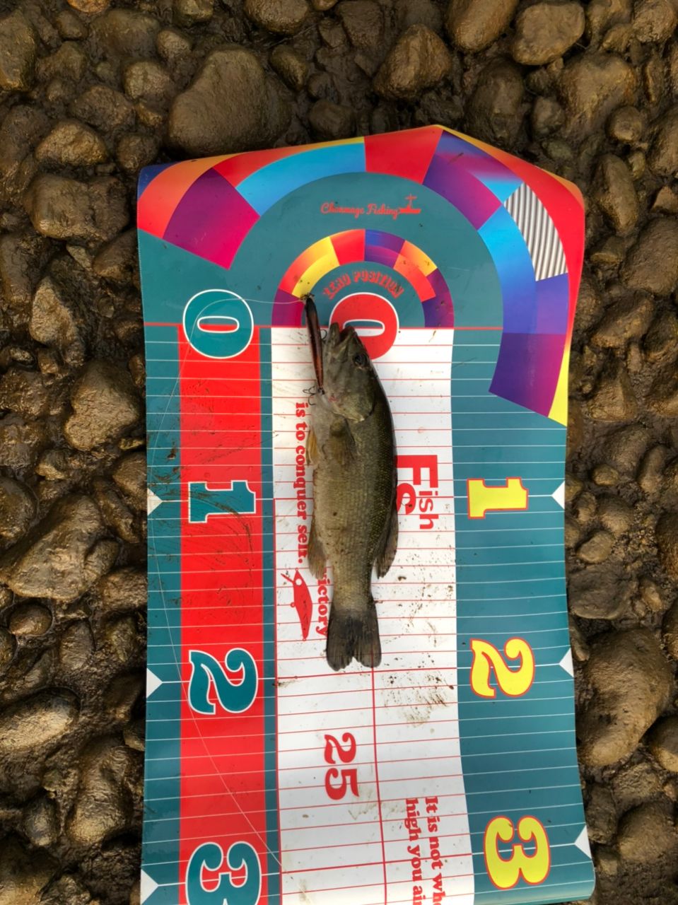 スモールマウスバス