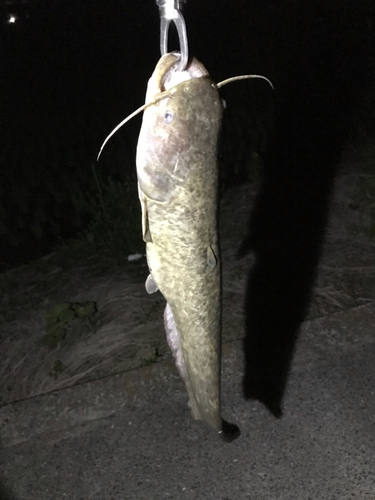 マナマズの釣果