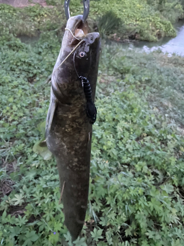 ナマズの釣果