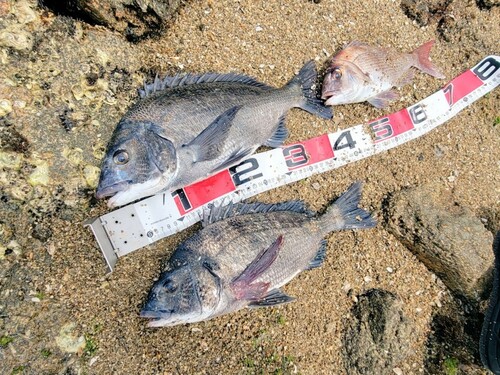 チヌの釣果