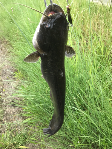 マナマズの釣果