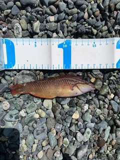 ホシササノハベラの釣果