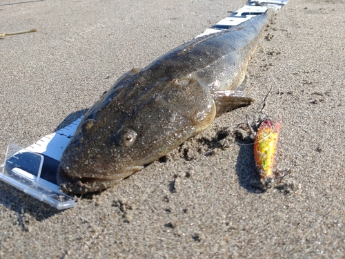 マゴチの釣果