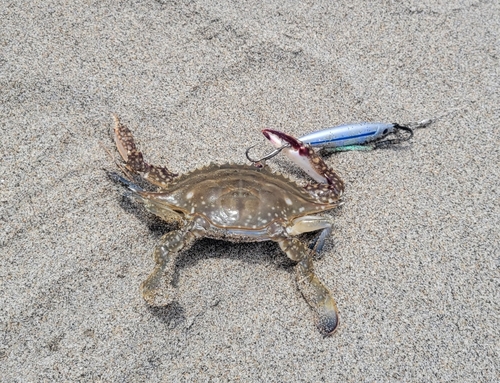 ワタリガニの釣果