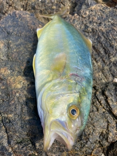 シオの釣果