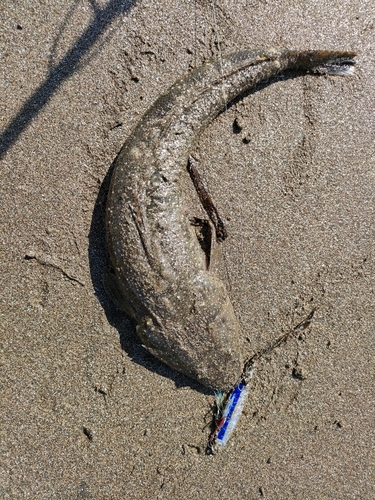 マゴチの釣果