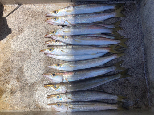 カマスの釣果