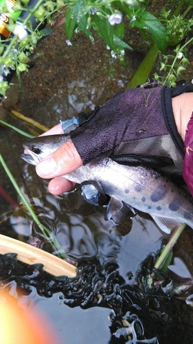 ヤマメの釣果