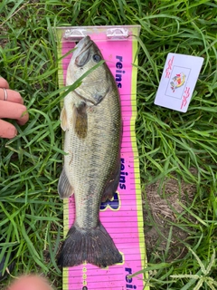 ラージマウスバスの釣果