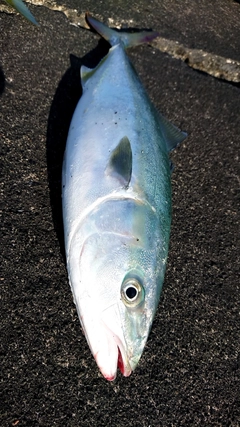 イナダの釣果