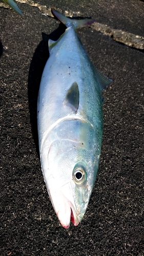 イナダの釣果