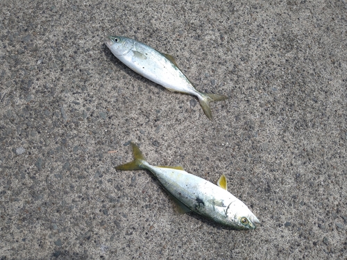 ショゴの釣果