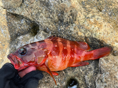 アカハタの釣果