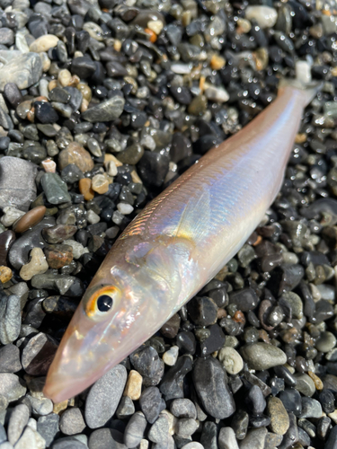 キスの釣果