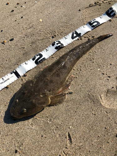 マゴチの釣果