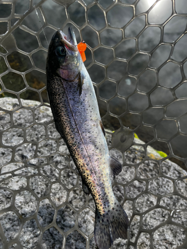 ニジマスの釣果