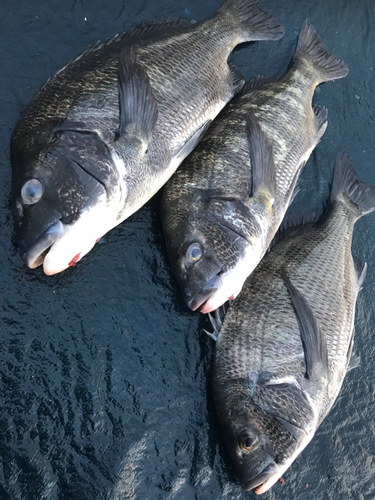 クロダイの釣果