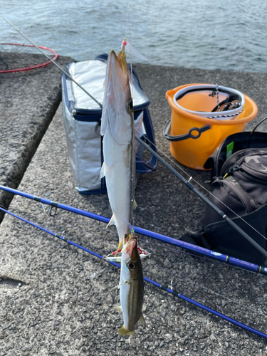 カマスの釣果