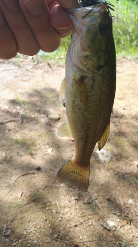 ラージマウスバスの釣果