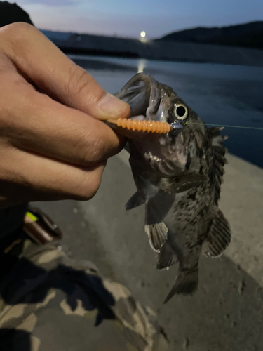 ムラソイの釣果