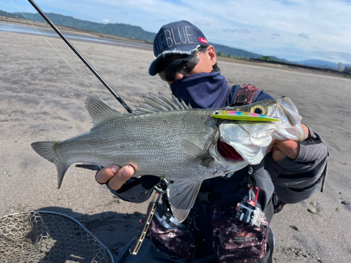 ヒラスズキの釣果