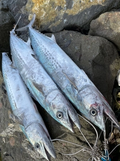 サゴシの釣果