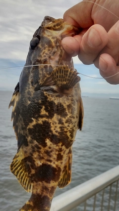 タケノコメバルの釣果