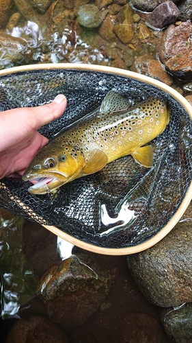 ブラウントラウトの釣果