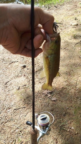 ラージマウスバスの釣果