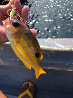 ヨスジフエダイの釣果
