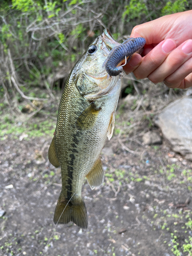 ラージマウスバスの釣果