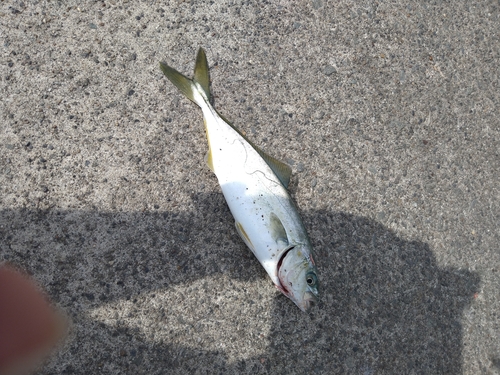 ショゴの釣果