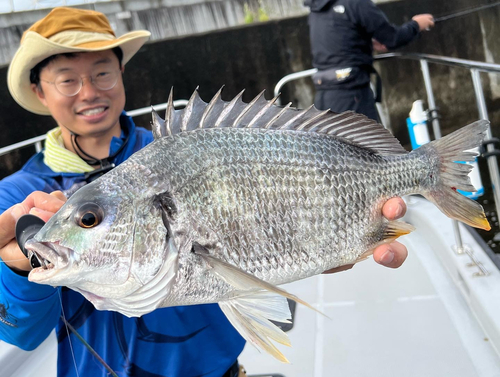 キチヌの釣果