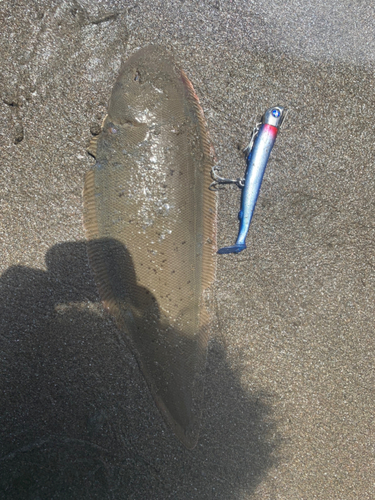 シタビラメの釣果