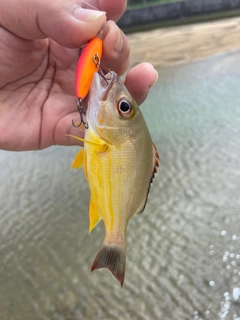 オキフエダイの釣果