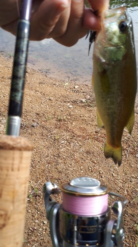 ラージマウスバスの釣果