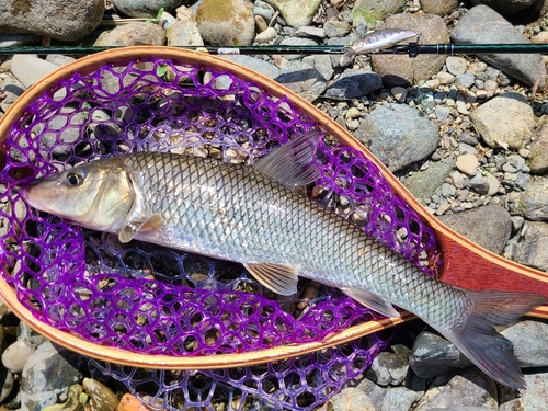 ニゴイの釣果