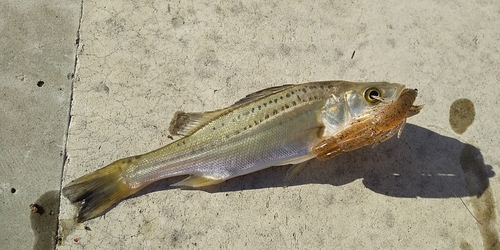 セイゴ（タイリクスズキ）の釣果