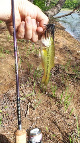 ラージマウスバスの釣果