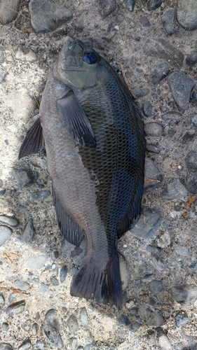 メジナの釣果