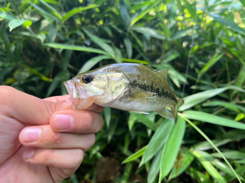 ブラックバスの釣果