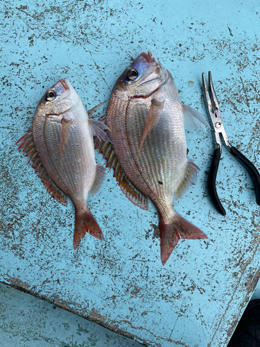 タイの釣果