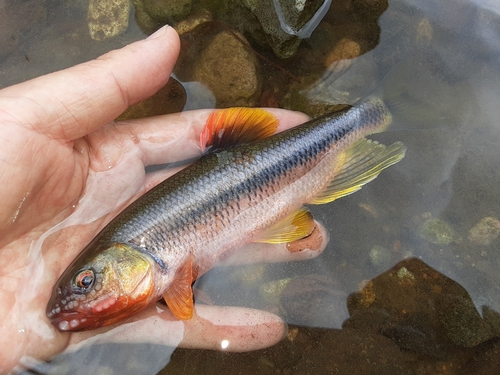 カワムツの釣果