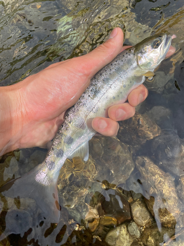 ヤマメの釣果