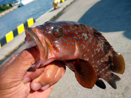 キジハタの釣果